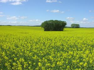 a yellow rapeseed field with a tree in the background at Residenz am Ziest in Lalendorf +33 photos