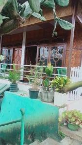 a group of potted plants on the front of a house at WATUGANA BUNGALOW KELIMUTU in Kelimutu