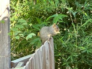 Άλλα ζώα σε αυτή η παραθεριστική κατοικία ή στη γύρω περιοχή
