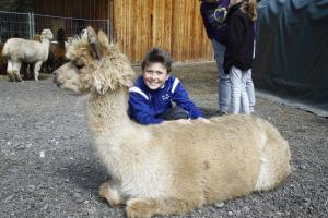 Altri animali domestici presso l'affittacamere o nei dintorni