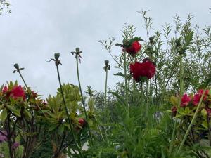 Κήπος έξω από το Peaceful Garden Studio near Gorey Sleeps 4 Parking