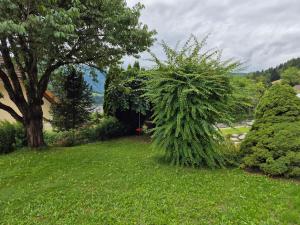 a green bush in a yard next to a tree at Gruber Alexandra, Appartement mit Lungaucard in Sankt Michael im Lungau