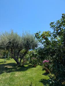 a garden with olive trees and flowers on the grass at Studio with cute garden space in Nydri