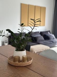 a plant in a white vase sitting on a table at Domum in Dilsen-Stokkem