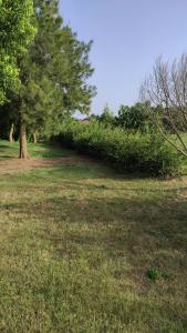 un árbol que ha sido derribado en un campo en Villetta Alimini, en Otranto