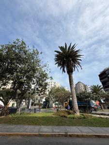a palm tree on the side of a street at Casa La residencia Perú in Lima