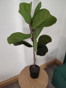 a green plant in a black pot on a table at Bright and Spacious Apartment in Wiesbaden City Center in Wiesbaden