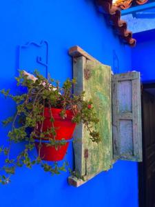 a plant in a red pot hanging from a blue wall at Dar Larbi in Chefchaouen
