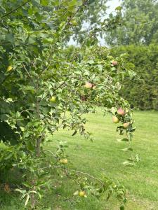 Giardino di Back to Basic