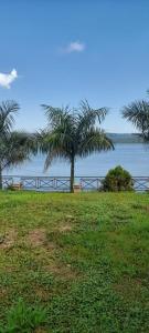 a palm tree in a field next to the water at Miji Lake Victoria Room in Jinja