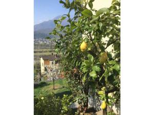 Gallery image of 1-bedroom apartment in Losone