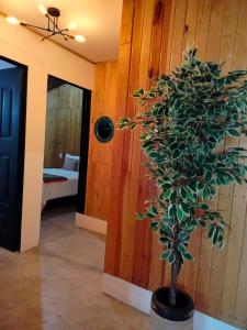a potted tree in a room with a bedroom at Hermosa Cabaña Familiar en Oaxaca in Oaxaca City