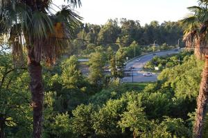 a view of a road with a palm tree at Jintcharadze Inn in Makhinjauri