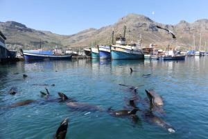 a group of dolphins in the water near boats at Hout Bay Breeze Guest House in Hout Bay