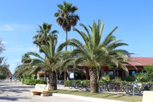 two palm trees in front of a building with bicycles at SulMare Alba Adriatica in Alba Adriatica