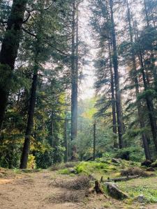 a foggy forest with trees in the background at Star Manali in Palchān