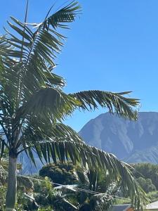 a palm tree with a mountain in the background at Villa De la mer au volcan in Saint-Pierre