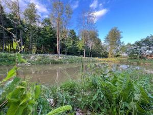 Afbeelding uit fotogalerij van Pensiunea Casa Domnitei in Baia de Fier