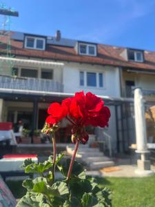 una flor roja delante de una casa en Beishan Apartment Dachgeschoss, en Núremberg