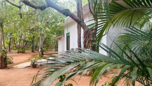 Κήπος έξω από το Cashew nut land hostel +22 φωτογραφίες