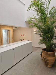 a plant in a large pot in a kitchen at Old Town 63 Luxury Residence in Paphos +92 photos