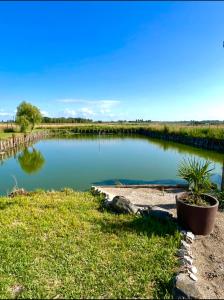 a pond with a potted plant in the grass at L'Observatoire in Hondschoote +15 photos
