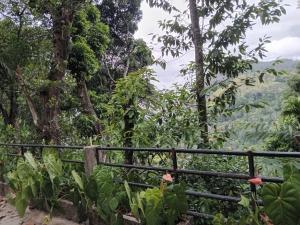 エッラにあるElla nature hostelの散歩道からの森の眺め
