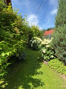 a garden with bushes and flowers on the grass at U Iwony in Sztutowo
