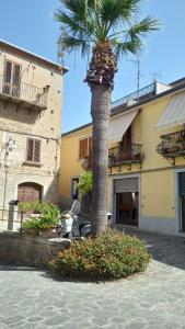 a palm tree in front of a building at Casa San Sebastiano in Ficarra