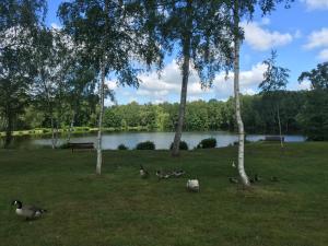 un groupe de canards assis dans l'herbe près d'un lac dans l'établissement Résidence Clairbois, Chambres d'Hôtes, à Fère-en-Tardenois