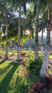 a group of palm trees in a park at Kleinenhaus in Pomerode