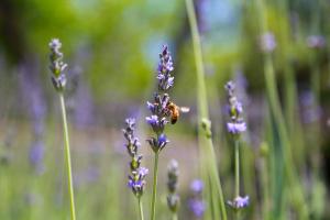 Giardino di illicini stabilimento balneare e albergo