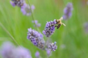 a bee is sitting on a purple flower at Apartments Hortensia in Pula
