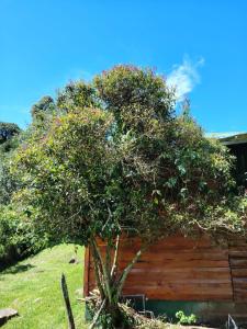 a tree in front of a wooden fence at Cabaña doña Alicia in El Copey +7 photos
