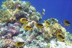 a group of fish on a coral reef at Neptune Hotel in Dahab