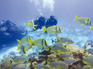 two people are looking at fish in the ocean at Neptune Hotel in Dahab