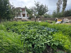 un jardin avec de nombreuses plantes vertes devant un bâtiment dans l'établissement TSAO by the orchard-Boutique Stay, à Leh