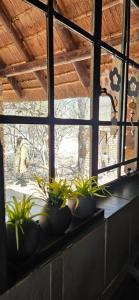 una ventana con macetas en un mostrador en Cottage On Naboom, en Marloth Park