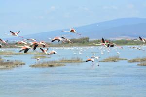 un troupeau d’oiseaux roses survolant une masse d’eau dans l'établissement B&B Terre del Sinis, à Cabras