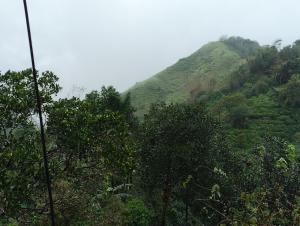 a lush green hillside with trees in the foreground at Roamwander doublerooms in Vagamon