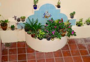 Une bande de plantes en pot sur un mur dans l'établissement Inn House Santa Teresa, à Rio de Janeiro