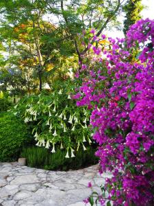 Ein paar lila Blumen im Garten in der Unterkunft Emel Pension in Güzelçamlı