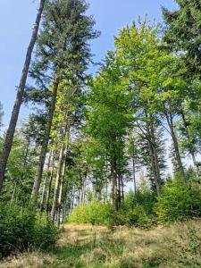a group of trees in a field with grass at Stylove Apartamenty in Kocierz Rychwałdzki