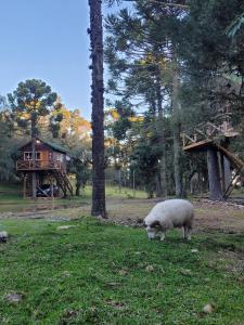 a sheep grazing in a field in front of a house at Cabanas Imbuia in Cambara do Sul