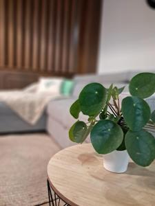 una planta en un jarrón blanco sobre una mesa de madera en Apartmán Akademik, en Banská Štiavnica 38 fotos más