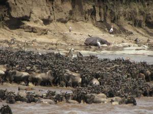 a large herd of animals standing in the water at My car in Nairobi