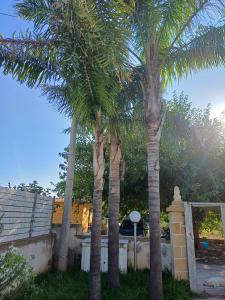 two palm trees in a yard with a fence at dimora relax MICHELA in Galatina