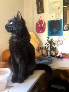 a black cat sitting on top of a counter at Casona Diabla in San Fabián de Alico
