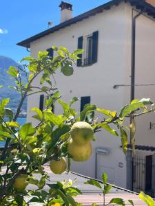 an apple tree with a bunch of fruit on it at Domus Graziana - Lake Front in Oliveto Lario +12 photos