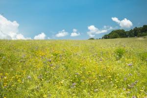 Paesaggio naturale nelle vicinanze dell'appartamento